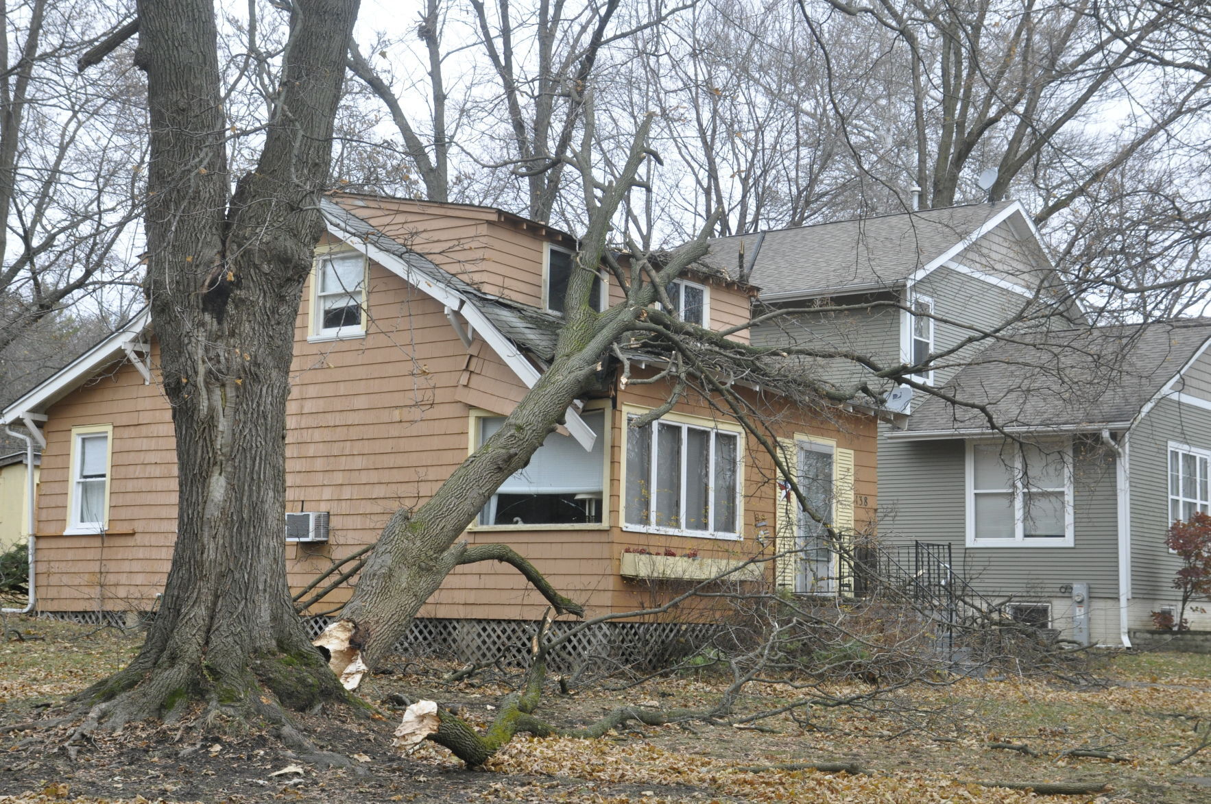 Downed tree on roof